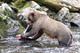 Grizzlybär / Grizzly Bear (Ursus arctos)