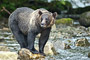 Grizzlybär / Grizzly Bear (Ursus arctos)