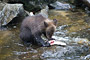 Grizzlybär / Grizzly Bear (Ursus arctos)