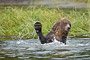 Grizzlybär / Grizzly Bear (Ursus arctos)