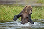 Grizzlybär / Grizzly Bear (Ursus arctos)