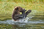 Grizzlybär / Grizzly Bear (Ursus arctos)