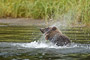 Grizzlybär / Grizzly Bear (Ursus arctos)