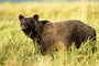 Grizzlybär / Grizzly Bear (Ursus arctos)