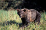 Grizzlybär / Grizzly Bear (Ursus arctos)