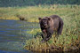 Grizzlybär / Grizzly Bear (Ursus arctos)