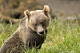 Grizzlybär / Grizzly Bear (Ursus arctos)