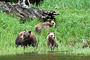 Grizzlybär / Grizzly Bear (Ursus arctos)