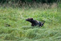 Grizzlybär / Grizzly Bear (Ursus arctos)