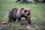 Grizzlybär / Grizzly Bear (Ursus arctos)