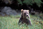 Grizzlybär / Grizzly Bear (Ursus arctos)