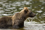 Grizzlybär / Grizzly Bear (Ursus arctos)