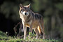 Wolf / Wolf (Canis lupus)