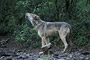 Wolf / Wolf (Canis lupus)