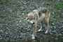 Wolf / Wolf (Canis lupus)