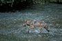 Wolf / Wolf (Canis lupus)