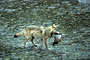 Wolf / Wolf (Canis lupus)