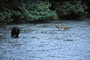 Begegnung von Wolf und Grizzly / Wolf and Grizzly encounter