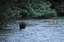 Begegnung von Wolf und Grizzly / Wolf and Grizzly encounter