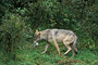 Wolf / Wolf (Canis lupus)