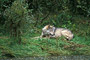 Wolf / Wolf (Canis lupus)