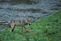 Wolf / Wolf (Canis lupus)