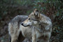 Wolf / Wolf (Canis lupus)