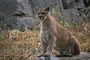 Puma / Cougar (Puma concolor) [C]