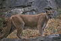 Puma / Cougar (Puma concolor) [C]