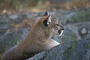 Puma / Cougar (Puma concolor) [C]