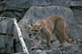 Puma / Cougar (Puma concolor) [C]