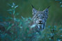 Luchs / Lynx (Lynx canadensis)