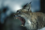 Luchs / Lynx (Lynx canadensis) [C]