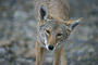 Coyote / Coyote (Canis latrans)