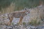 Coyote / Coyote (Canis latrans)