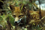 Rotfuchs / Red Fox (Vulpes vulpes)