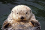 Seeotter / Sea Otter (Enhydra lutris) [C]