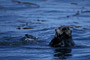 Seeotter / Sea Otter (Enhydra lutris)