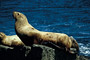 Stellers Seelöwe / Steller Sea-Lion (Eumetopias jubatus)