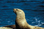 Stellers Seelöwe / Steller Sea-Lion (Eumetopias jubatus)