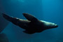 Stellers Seelöwe / Steller Sea-Lion (Eumetopias jubatus) [C]