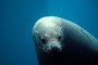 Stellers Seelöwe / Steller Sea-Lion (Eumetopias jubatus) [C]