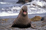 Nördlicher See-Elefant / Northern Elephant Seal (Mirounga angustirostris)