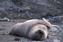 Nördlicher See-Elefant / Northern Elephant Seal (Mirounga angustirostris)