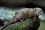 Fischotter / River Otter (Lutra canadensis)