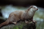 Fischotter / River Otter (Lutra canadensis)