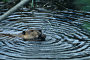 Biber / Beaver (Castor canadensis)