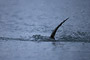 Biber / Beaver (Castor canadensis)