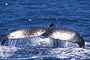 Buckelwal / Humpback Whale (Megaptera novaeangliae)