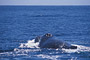 Buckelwal / Humpback Whale (Megaptera novaeangliae)